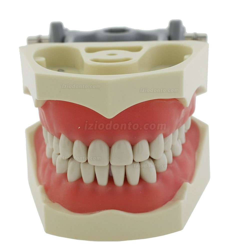 Dental restaurador Typodont modelo 32pcs dentes M8030 compatível com Columbia 860